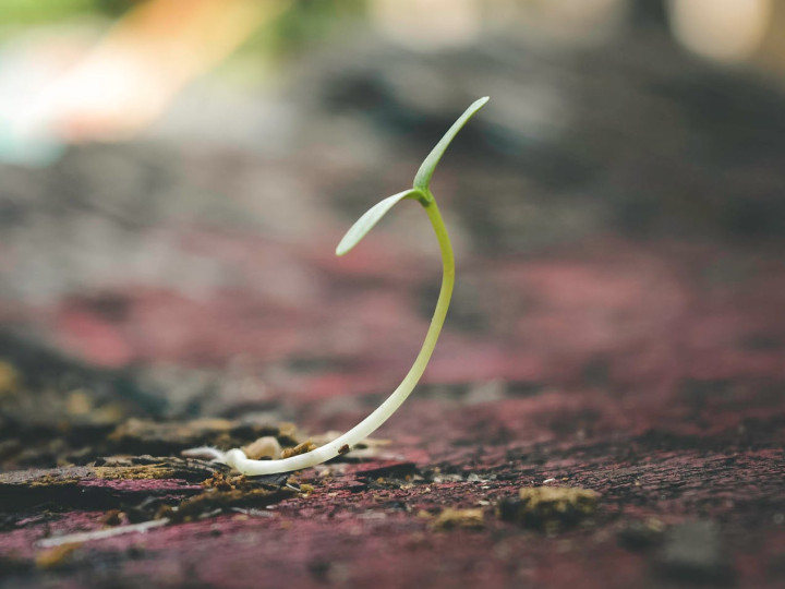 leafGrowthsprout