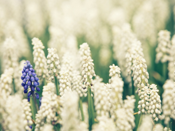 purple flower in field